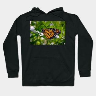 Monarch Butterfly 3 Hoodie